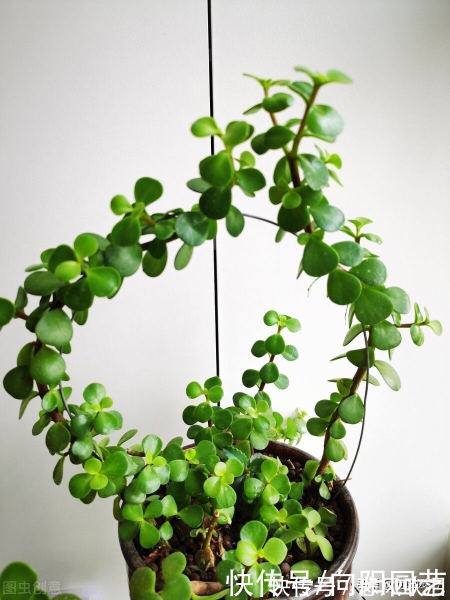 金枝玉叶买回家,叶子哗哗掉,问题出在环境,学会缓盆是关键