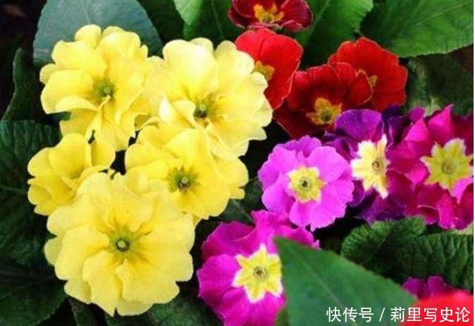 “4种花”是懒人的最爱,有阳光就爆盆,花团锦簇,人见人爱