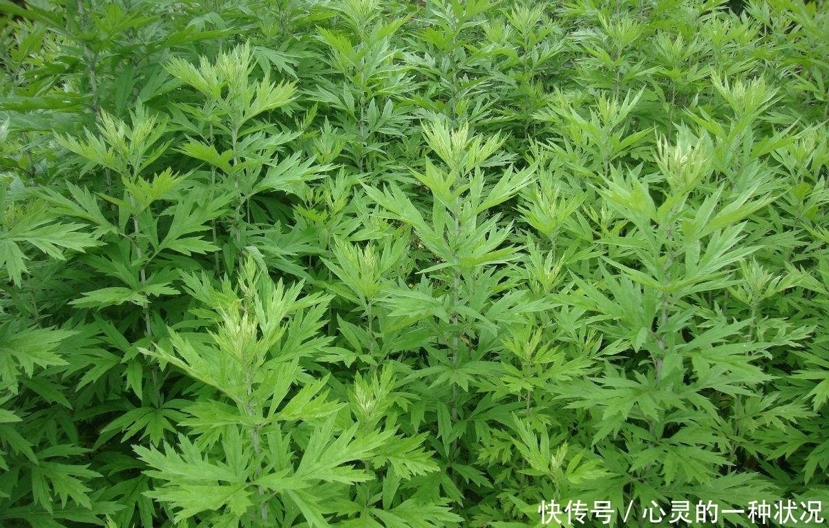 艾叶|城里人绝对没吃过农村这样的美食，绝对不容错过！