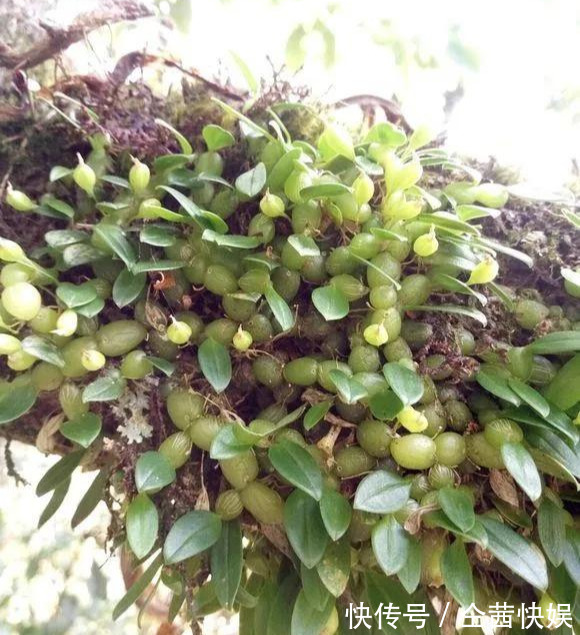 棕榈皮|门前石头上长了一丛草,朋友出1000元来买,开起花来真漂亮!