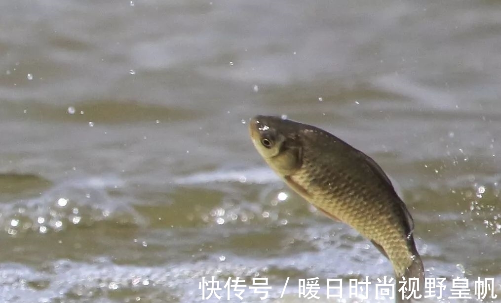 时间段|七月的鱼怎么钓,搞明白这几个问题,连杆是小事,爆护也不是难事