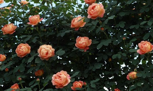 夫人|养花试试这几款,花朵美丽可以用来制作花篱笆和花墙