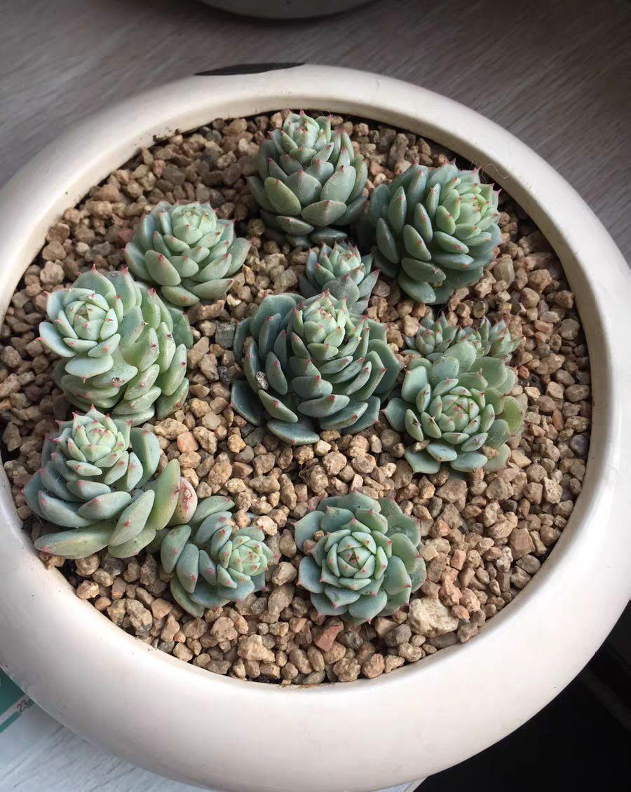 他家养的多肉盆栽，一棵能冒8个头，半年疯长100盆绿植