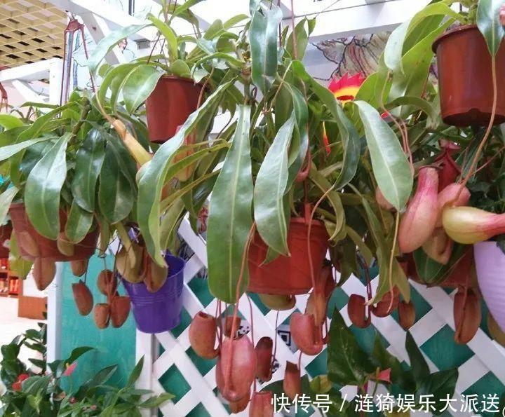 猪笼草|7种花插土里,立马长满院子,蚊虫不敢靠近!