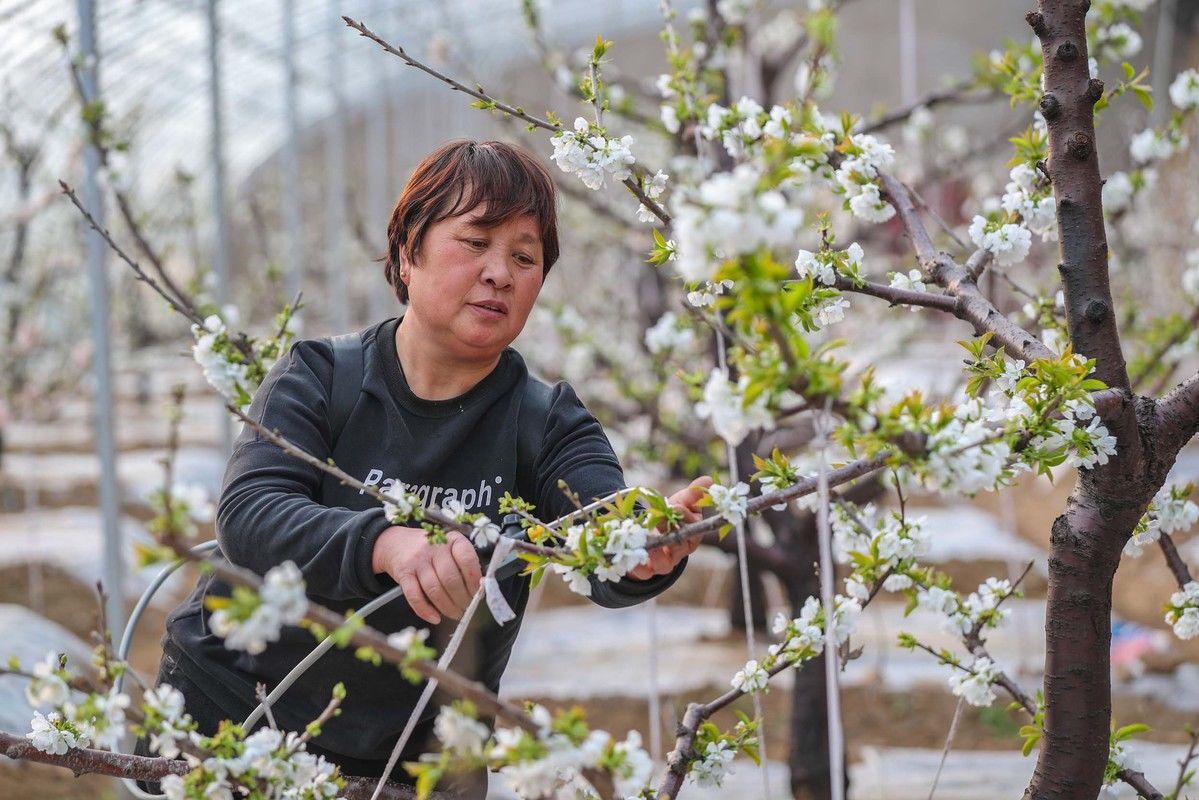 樱桃花|山西平陆：樱桃花开春意浓