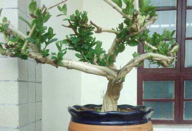 养花|不会养花,就养这2种绿植,好养能吃花芳香,两年长成盆景