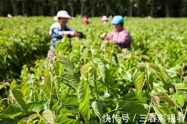 桑芽|春季养生从“吃春”开始，春天的桑芽可谓是一剂良药，鲜嫩又好吃