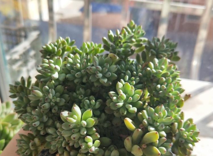 自来水|居家盆栽多肉植物黑莓,如何养护好?