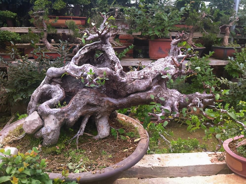 修剪|4种农村常见的树墩子，修剪一番变成高价值盆景，观赏性极高