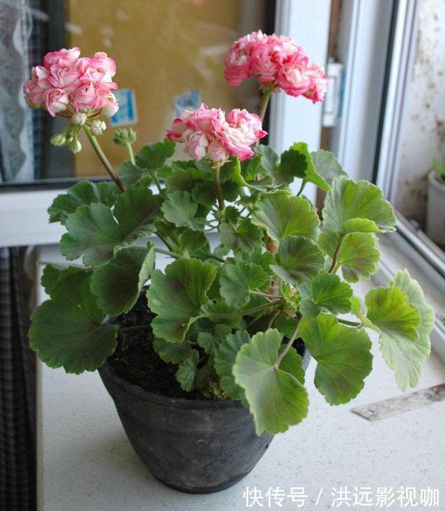“对付”天竺葵有绝招，赶紧学会，枝枝挂花苞长疯了