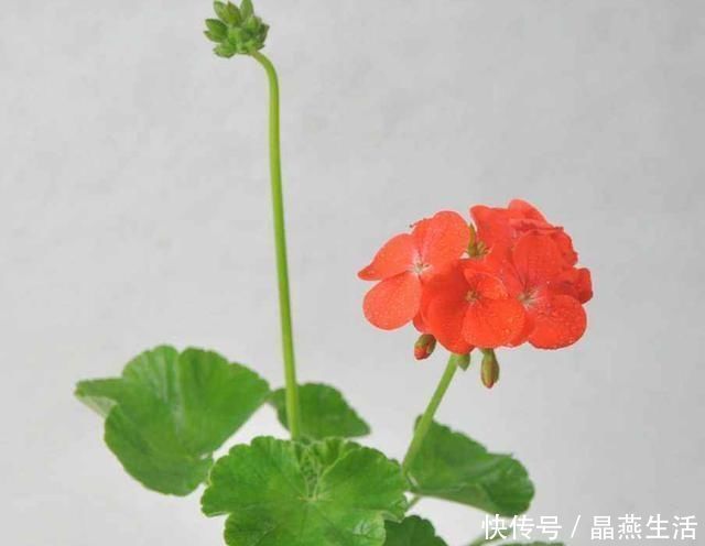 叶翠绿植株壮|7月的天竺葵，少浇肥水少晒太阳，叶翠绿植株壮，开花正艳