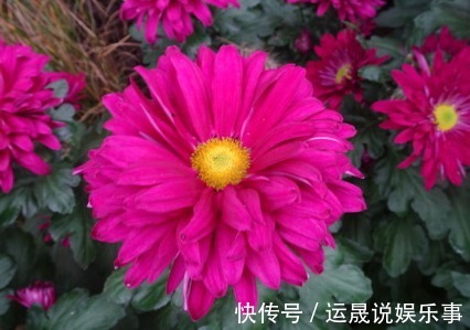 新手养花,不如养盆花中精品“盘龙目莲”,花色艳丽,百花齐放