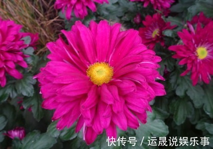 盆花|新手养花，不如养盆花中精品“盘龙目莲”，花色艳丽，百花齐放