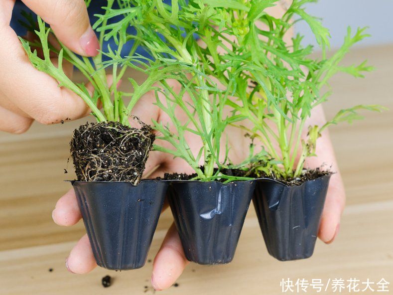 天竺葵|7种花养老桩不好，多扦插、养嫩苗，才能年年开花