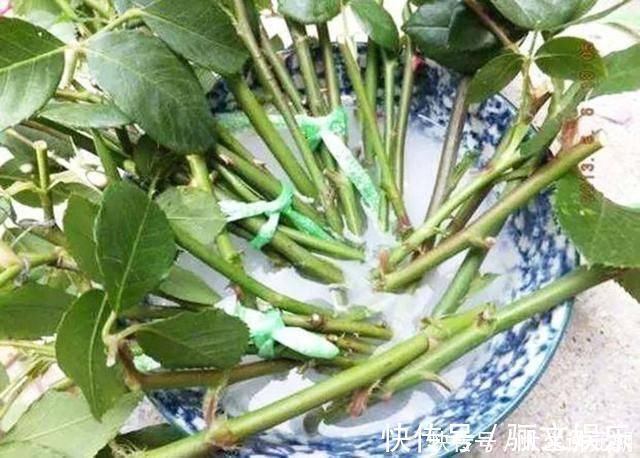 药片|4种药片过期了不要扔,养花用一片,杀菌消毒、防黄化、促生根