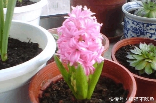 在花盆里撒点它,花卉绿植长得旺,养20年都没黄叶不生病!