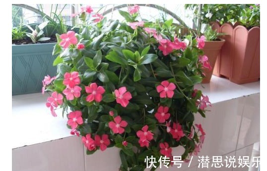长春花|此花号称不败花,好养又漂亮,一年能开300多天,养成花海,贼美
