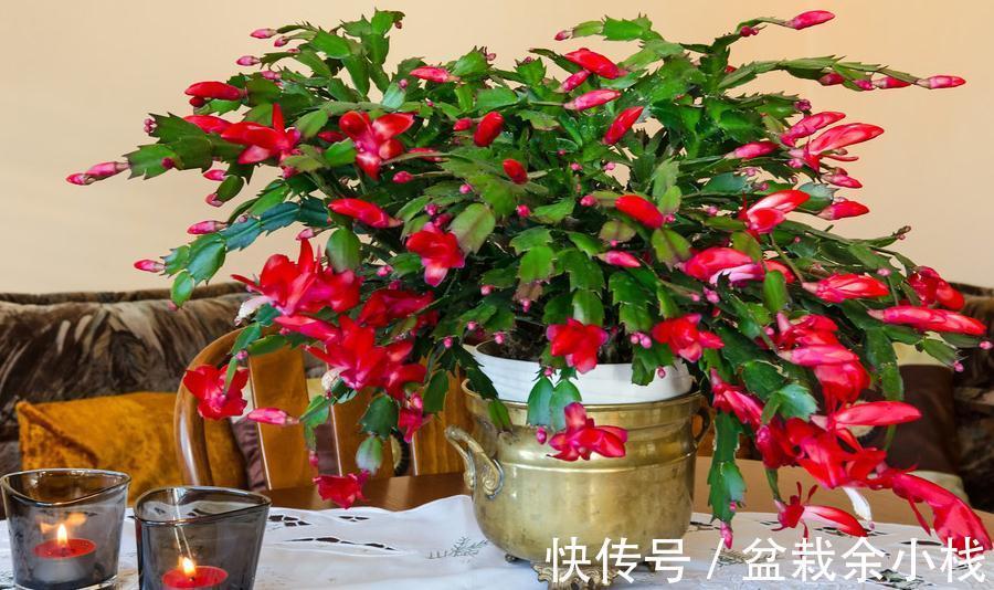 面对开花末期的蟹爪兰，只要做好3件事，来年爆花量更大