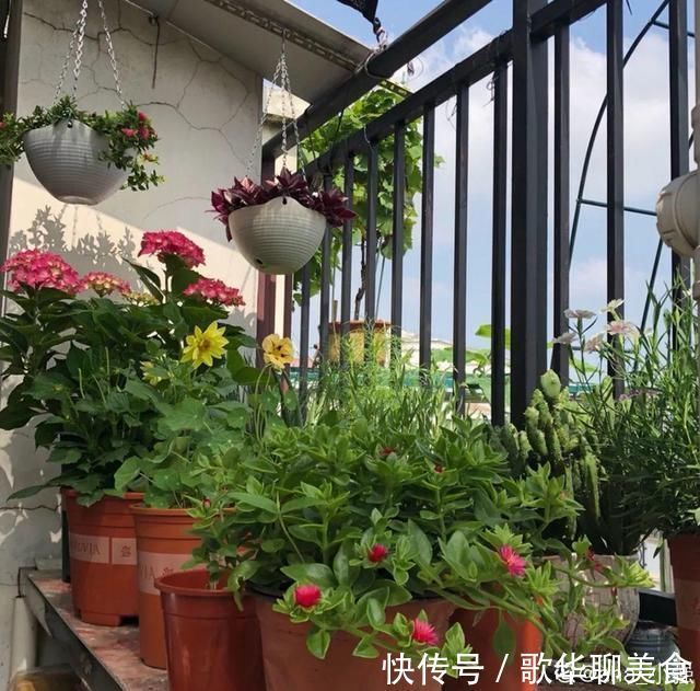 夏天养花,这个地方千万别摆,否则3天死翘翘