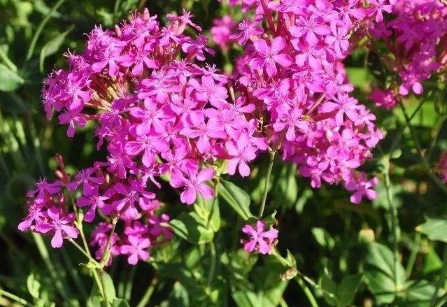 此花缤纷多彩,盛开时大片花朵交相辉映,形成一幅美轮美奂的景致