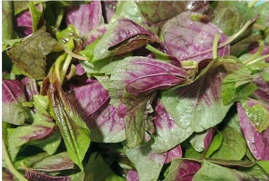 南方人最爱,5元炒一盘,孩子多吃长得快,头脑灵活身体棒