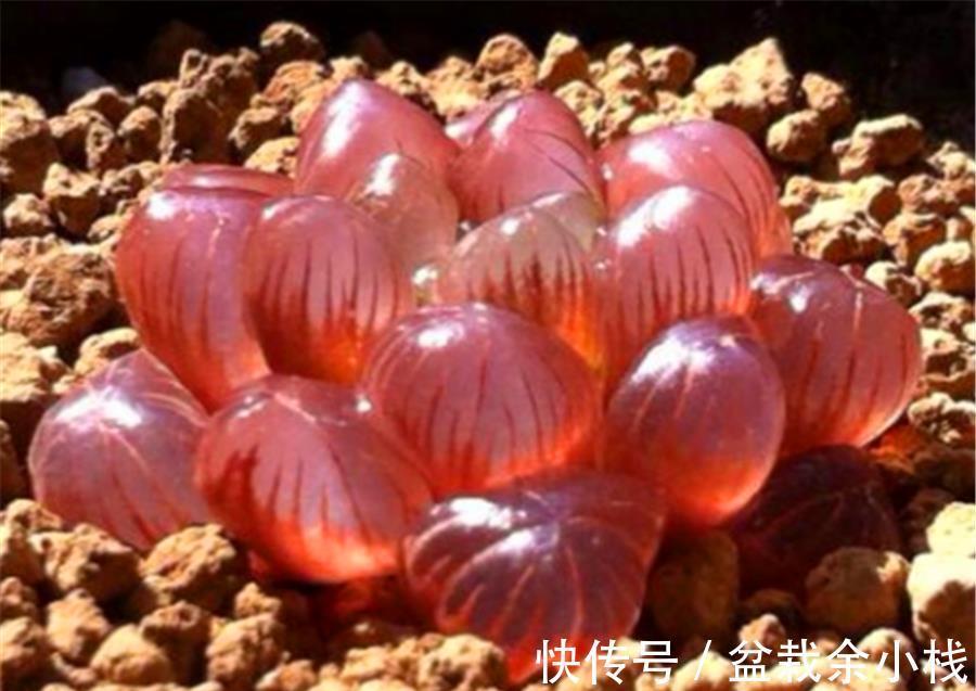 玉露|多肉中的6位“玉美人”,风姿绰约,晶莹剔透,养出状态太美了