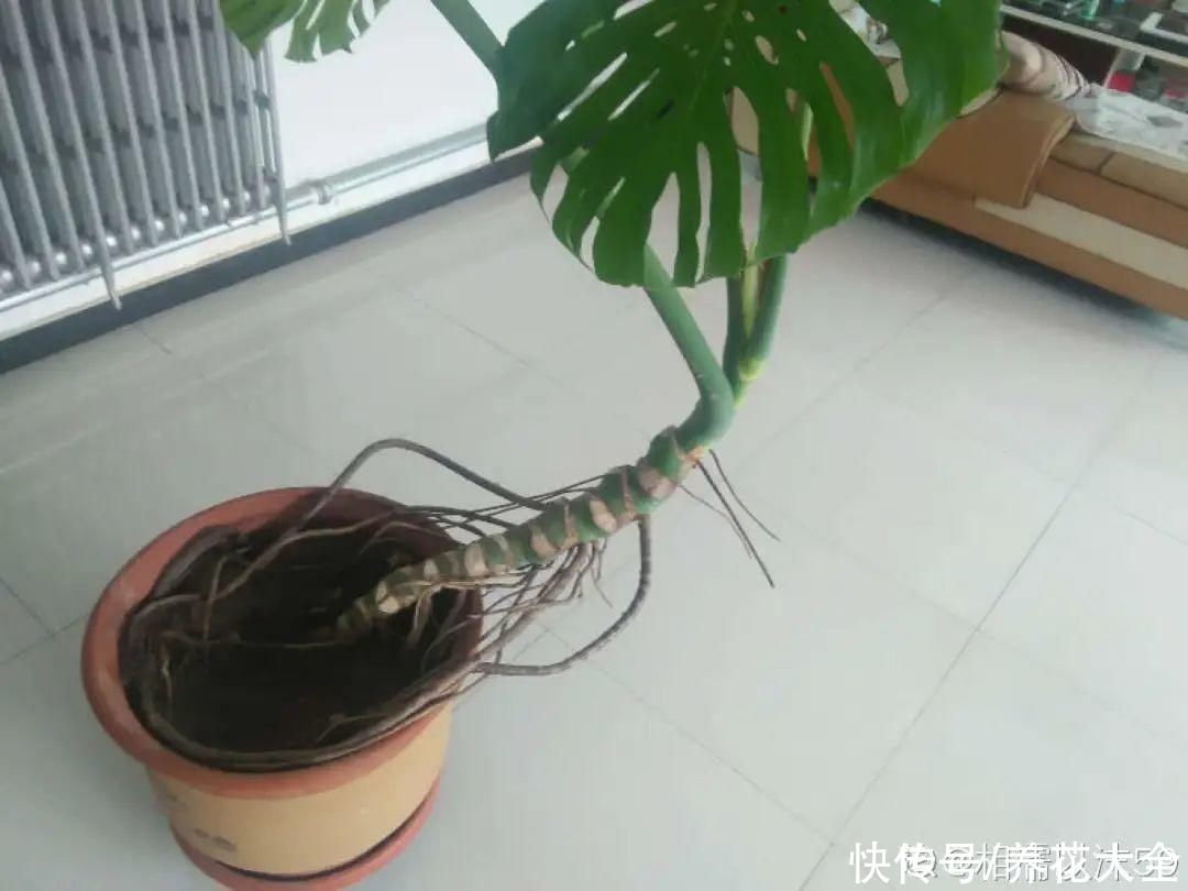 三角梅|天热要修剪的花，不剪死得快，活不过夏天