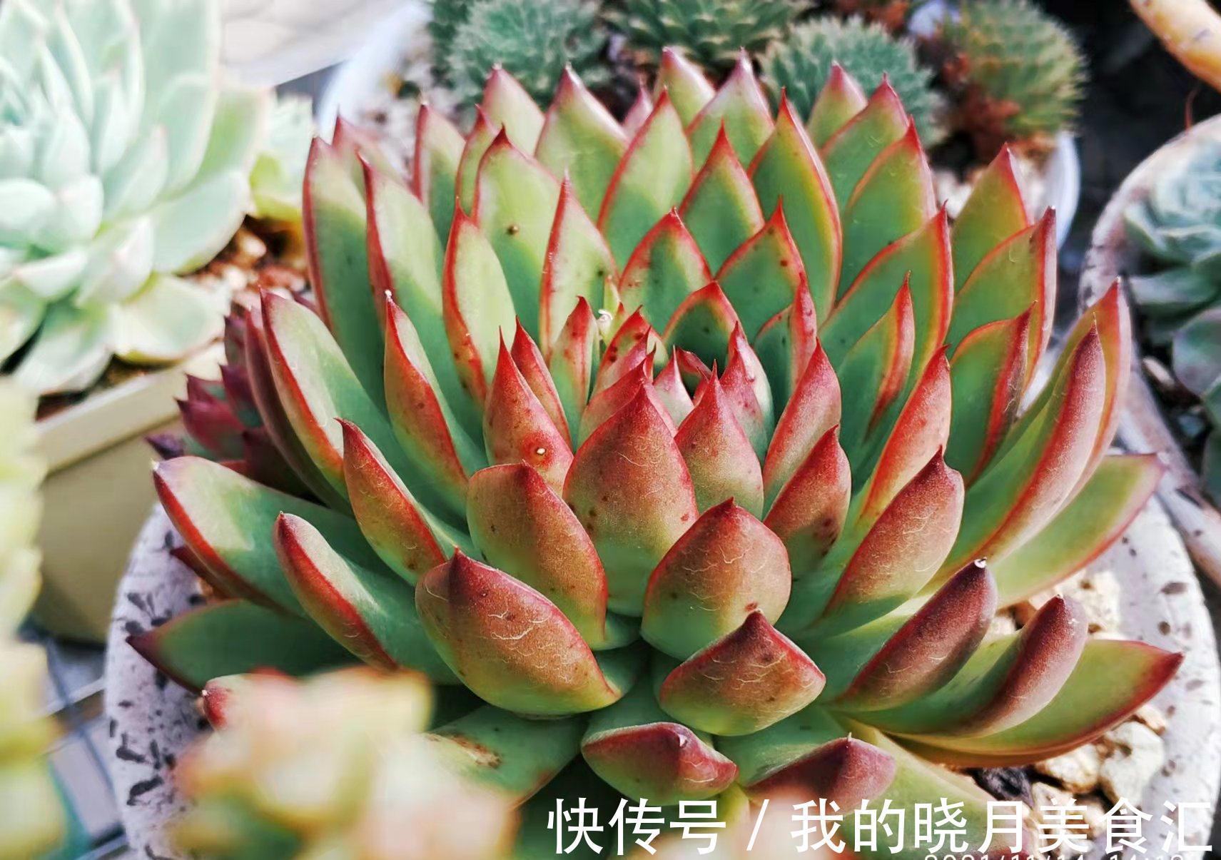 东云系多肉较易出状态,而这“6品种”尤其如此,冬天可轻松上色