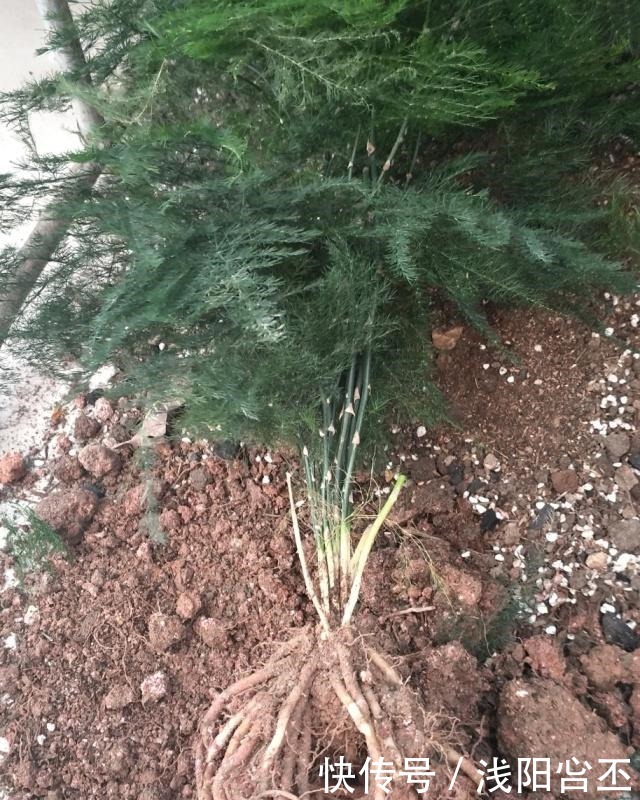 天热了,做好文竹养殖“三部曲”,不黄叶,新芽“窜”不停!