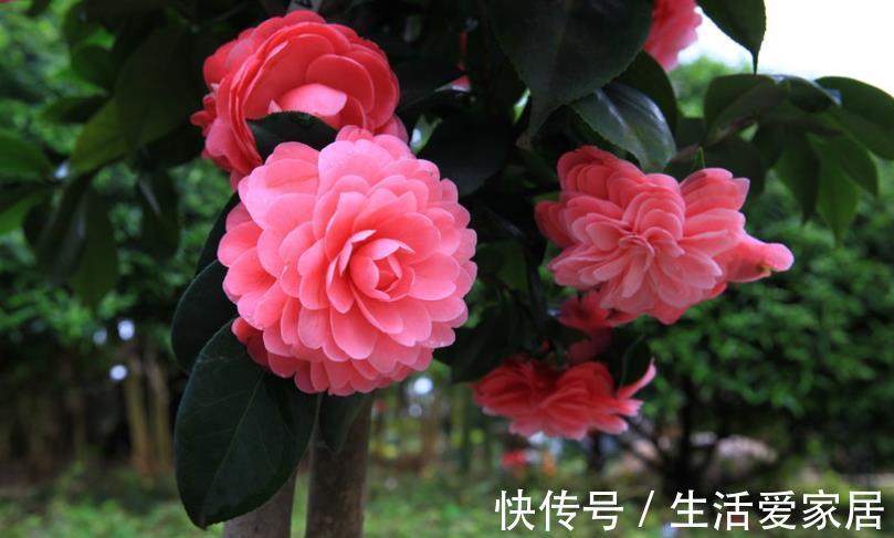 秋天逛花市,5种花值得入手,带回家好养护,皮实健壮开花美