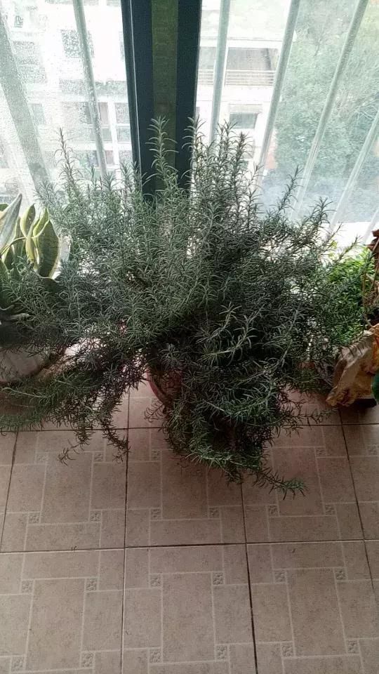 5种花蚊子“不喜欢”，好看还好养，是天然蚊香，值得多养几盆