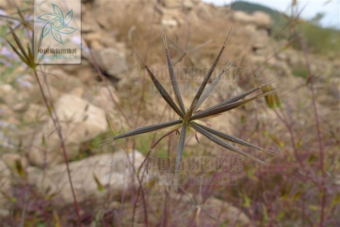  状披针形|刺针草，见过吗？用于感冒发热，咽喉肿痛，肠炎，阑尾炎