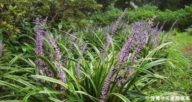 农村一种野草，常被误认为“韭菜”，煲汤美味，价值堪比人参