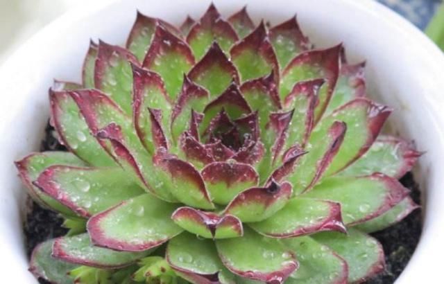 汁液|家里花草长了白粉虱怎么办不用喷药，3招就消灭光，花儿长得旺