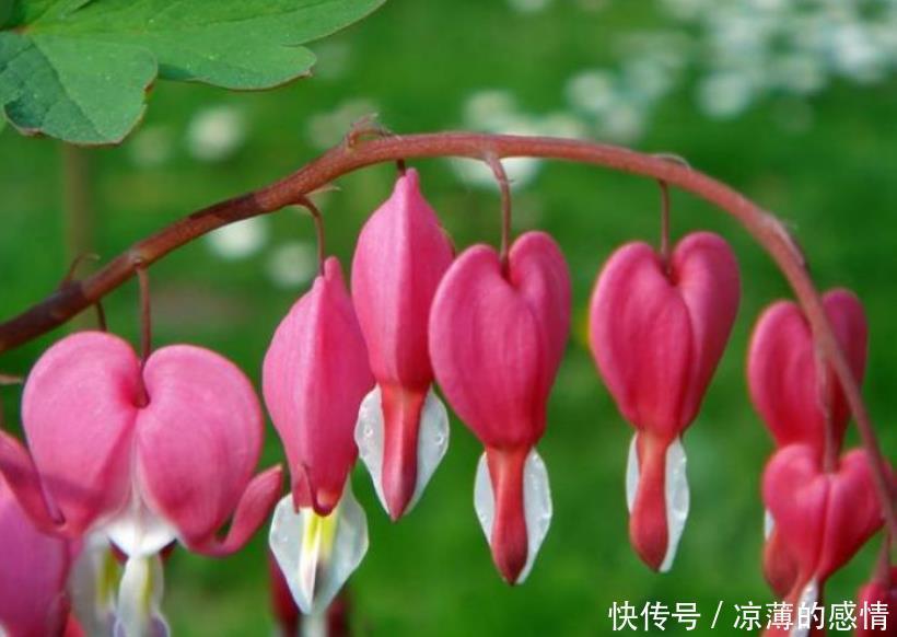 4种花养了就爆盆,好养易活开花漂亮,天天有花赏