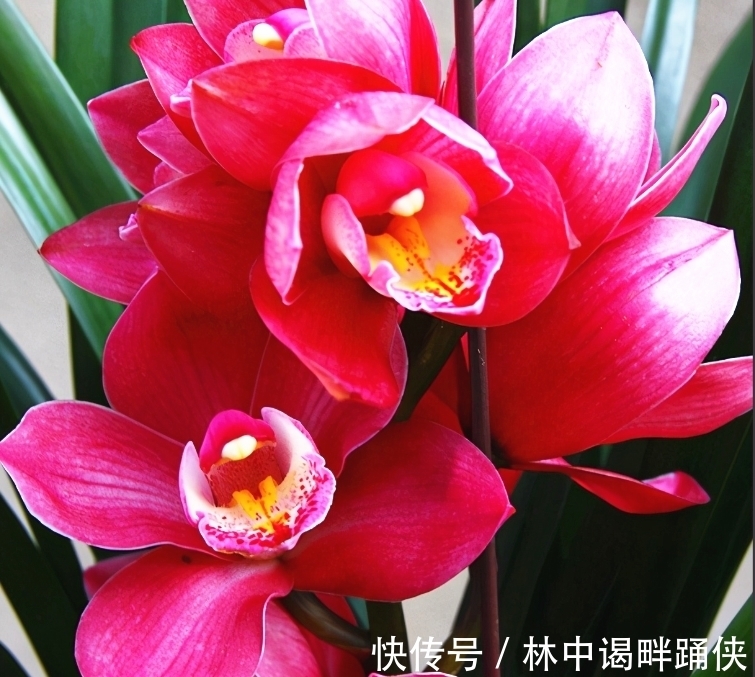 此兰花是一款“开花机器”,花大色艳香味浓,开花一茬接一茬