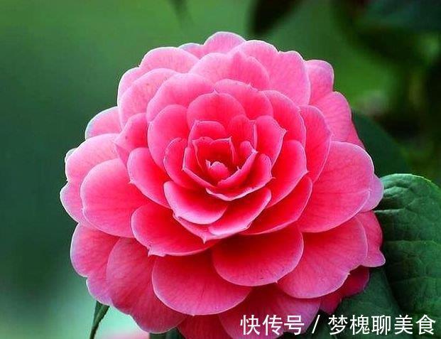 公认最美的4种花，不怕冷、不怕热，开花漂亮花期长