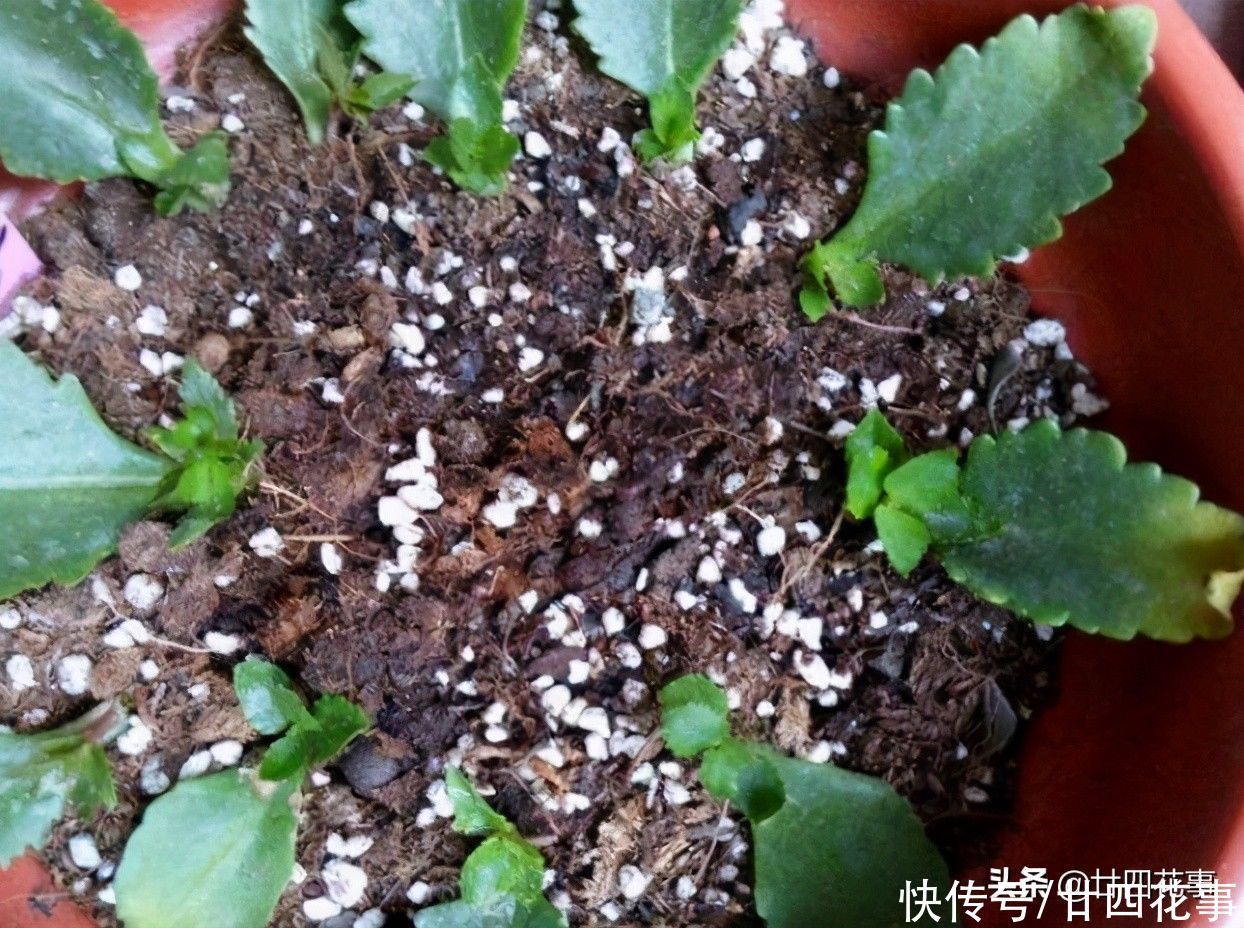 秋天扦插四种花，生根成活快，明年花开满阳台，实现“赏花自由”