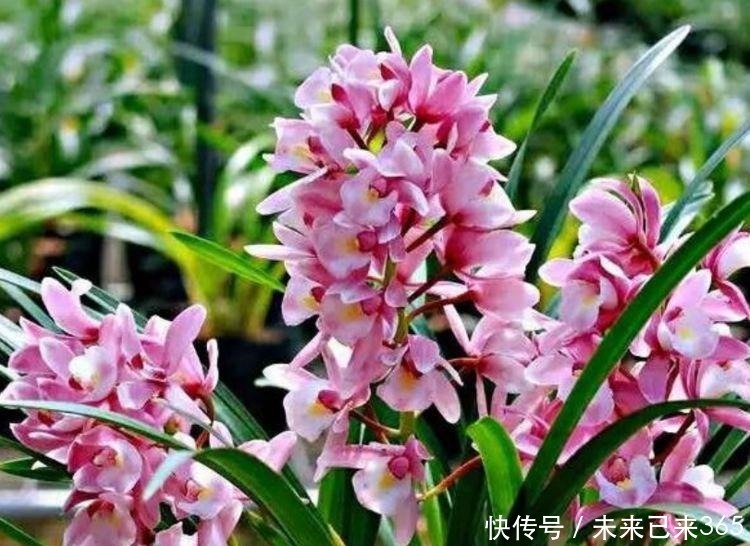 几种花养在阳台,花开不断,好养易活开花漂亮