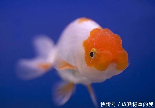 多长时间|如果春节出远门,鱼缸里的观赏鱼最多可以多长时间不喂食