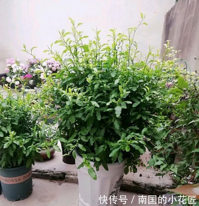 清新|夏天的蓝雪花,多做两步骤,不停开花,开花量大清新美丽