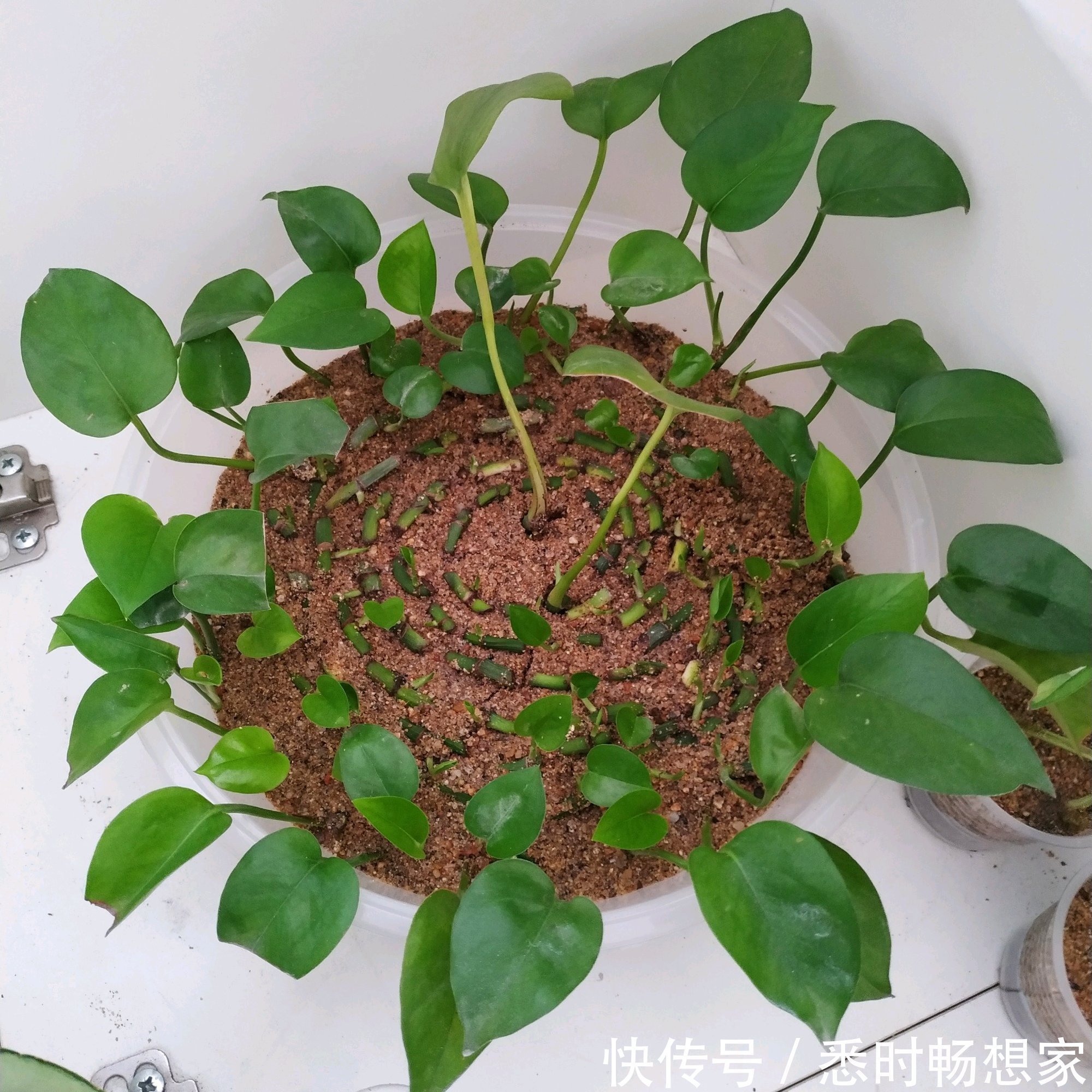 修剪|绿萝太密了该如何分盆脱盆分株和砍头扦插,长势旺叶片绿油油