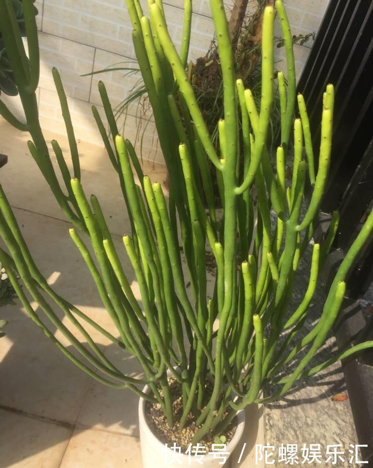 养土|一种绿色珊瑚养土里,株型可大可小,摆在哪里都好看,名叫彭珊瑚