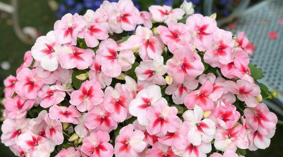 花美如|一年365天都在开花,花量大到爆盆,花美如月季山茶,南北都好养