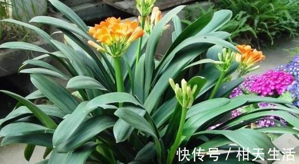 水培|君子兰不开花还总是烂根教你一招,君子兰从此长不停