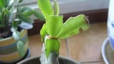 仙人掌|家庭养蟹爪兰,一个“小窍门”,不怕热,不怕冷,一年到头都开花