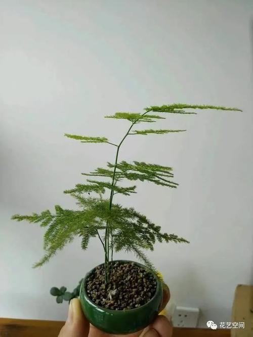 文竹叶片发黄,从这4点改善,叶子碧绿,气质更好!