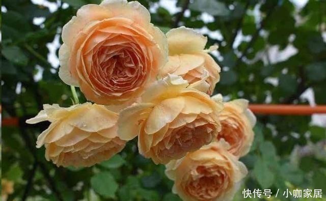 植株|月季催花，用花多多2号还是磷酸二氢钾，两者有什么区别？