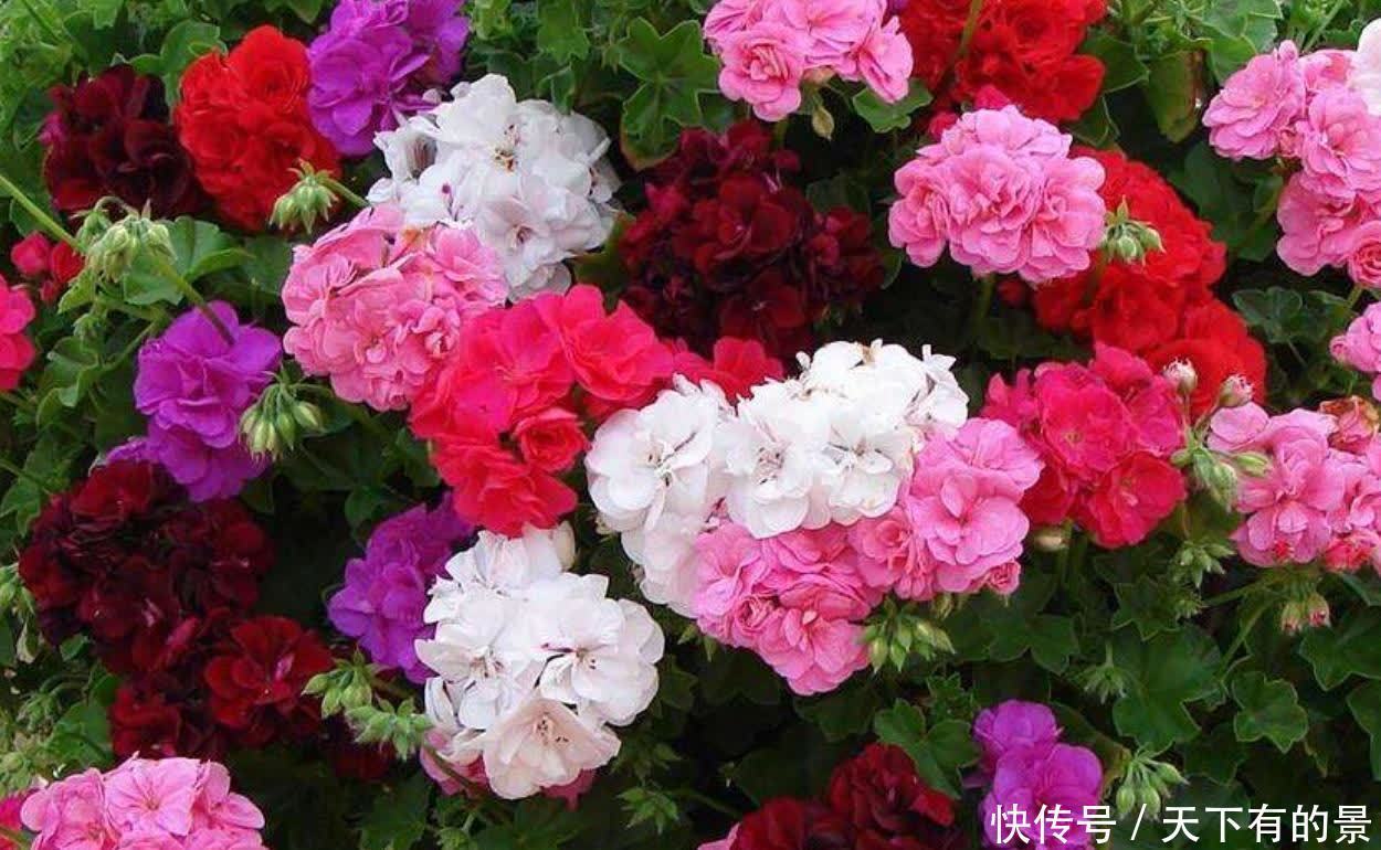 家中养这几种花,让家中增色不少,对比一下优缺点,看看谁更好