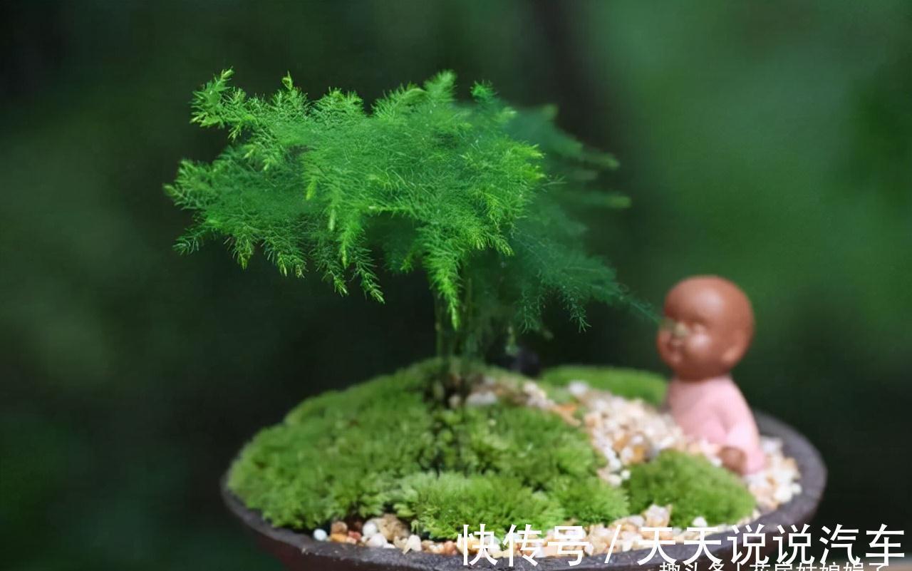 11种花不能被雨淋,就算秋冬季节也不行,再不往回搬,后悔就晚了